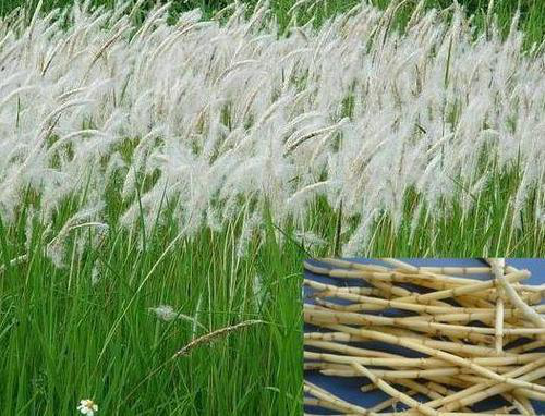 Lalang Grass Rhizome Extract